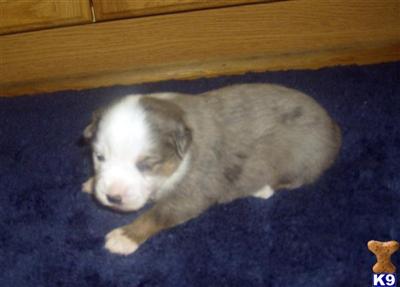 Miniature Australian Shepherd Puppies for Sale