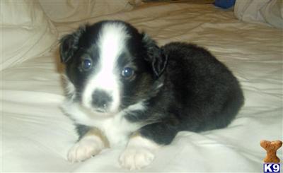 Miniature Australian Shepherd Puppies for Sale