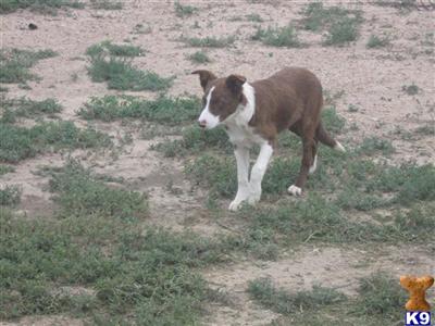 Dogs for Sale in CO