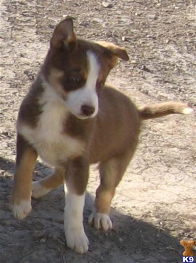 Border Collie Puppies for Sale