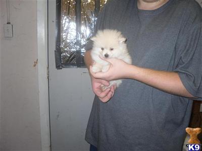 Puppies in FL