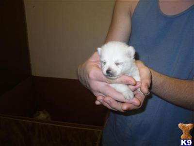 Puppies in FL