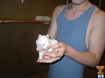 Puppies in FL