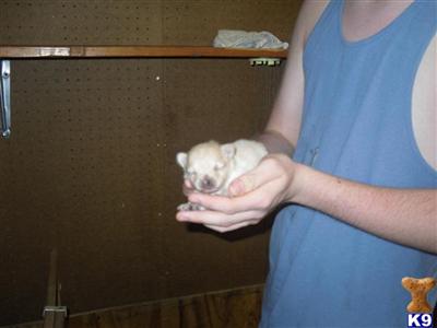 Puppies in FL
