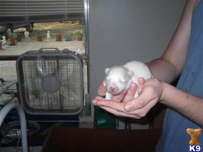 Puppies in FL