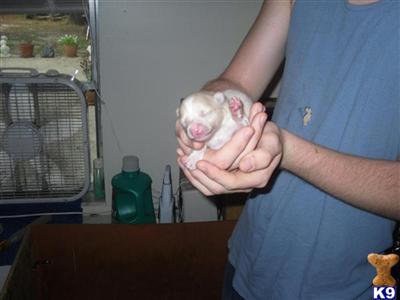 Puppies in FL