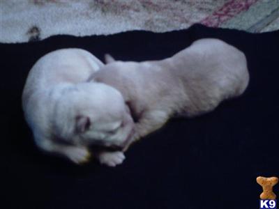 Scottish Terrier Puppies for Sale