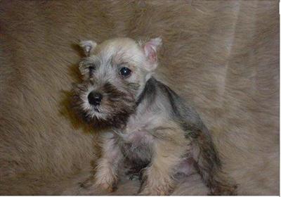 Miniature Schnauzer Puppies for Sale