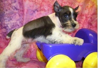 Miniature Schnauzer Puppies for Sale