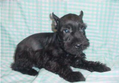 Miniature Schnauzer Puppies for Sale