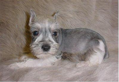 Miniature Schnauzer Puppies for Sale