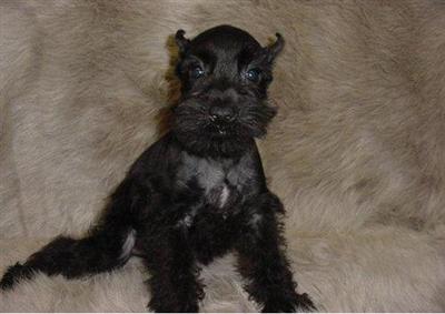 Miniature Schnauzer Puppies for Sale