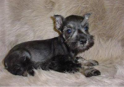 Miniature Schnauzer Puppies for Sale