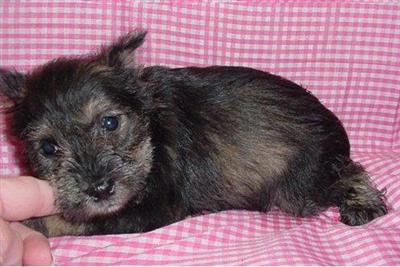 Miniature Schnauzer Puppies for Sale