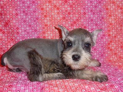 Miniature Schnauzer Puppies for Sale