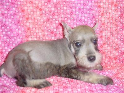 Miniature Schnauzer Puppies for Sale