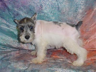 Miniature Schnauzer Puppies for Sale