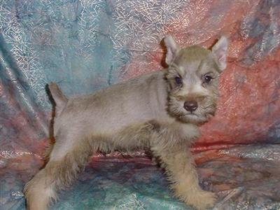 Miniature Schnauzer Puppies for Sale