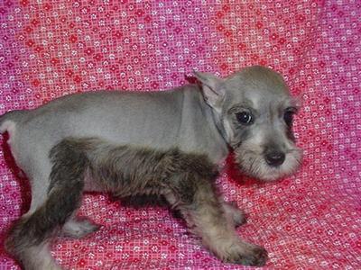 Miniature Schnauzer Puppies for Sale
