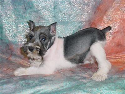 Miniature Schnauzer Puppies for Sale