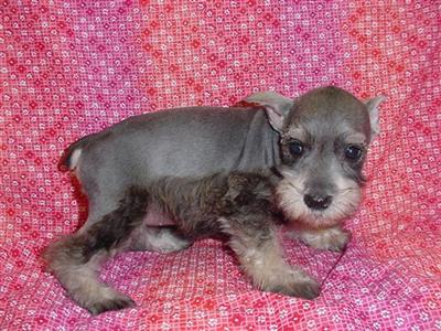 Miniature Schnauzer Puppies for Sale