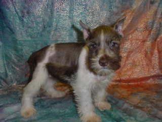 Miniature Schnauzer Puppies for Sale