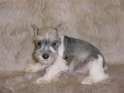 Miniature Schnauzer Puppies for Sale