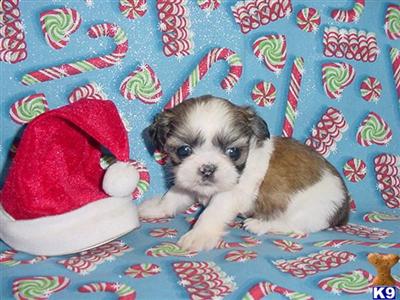 Shih Tzu Puppies for Sale