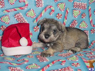 Miniature Schnauzer Puppies for Sale