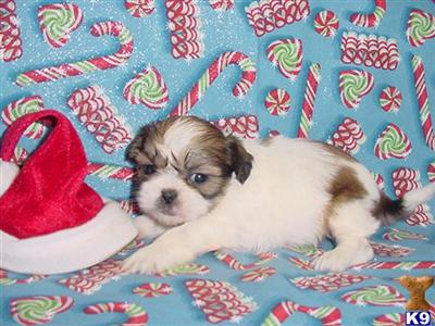 Shih Tzu Puppies for Sale