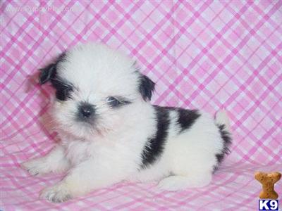 Shih Tzu Puppies for Sale