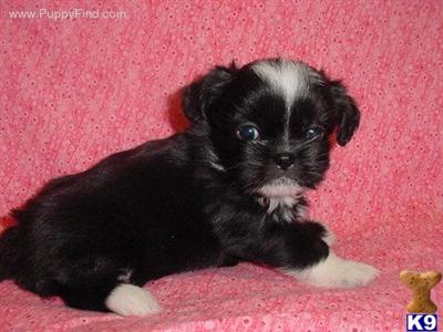 Puppies in TX