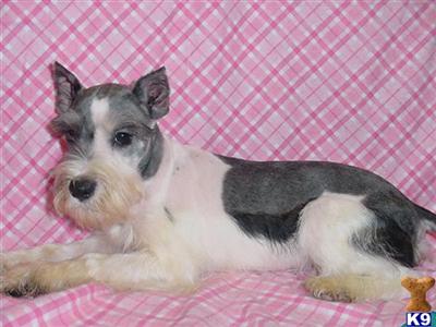 Miniature Schnauzer Puppies for Sale