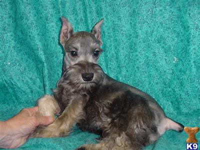 Miniature Schnauzer Puppies for Sale