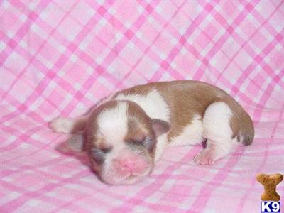 Shih Tzu Puppies for Sale