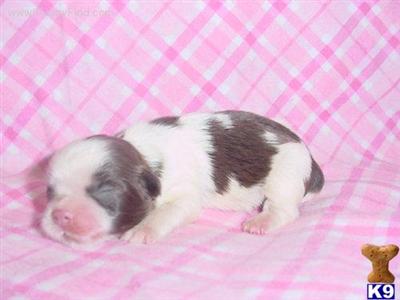 Shih Tzu Puppies for Sale
