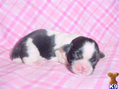 Shih Tzu Puppies for Sale