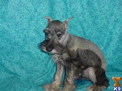 Miniature Schnauzer Puppies for Sale