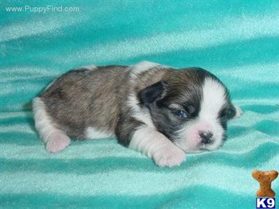 Shih Tzu Puppies for Sale