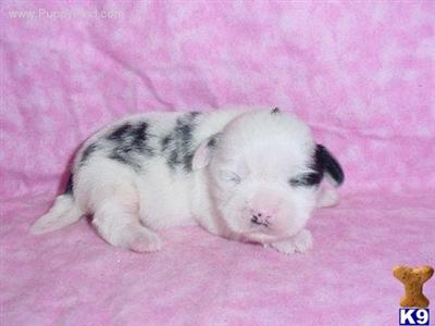 Puppies in TX