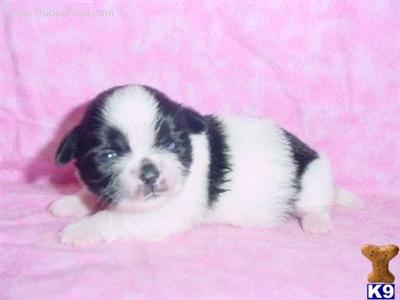 Shih Tzu Puppies for Sale