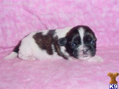 Shih Tzu Puppies for Sale