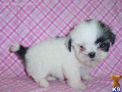 Shih Tzu Puppies for Sale