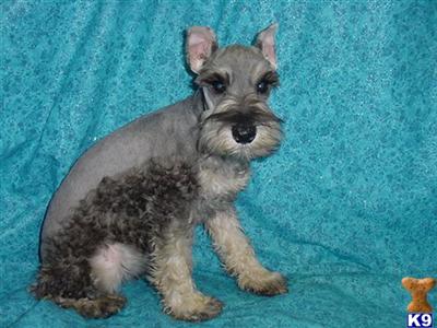 Miniature Schnauzer Puppies for Sale
