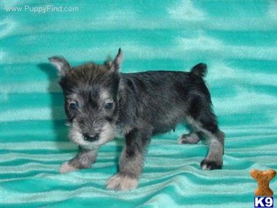 Puppies in TX