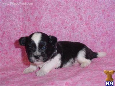 Puppies in TX