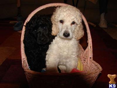 Puppies for Sale