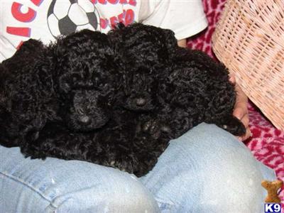 Puppies for Sale