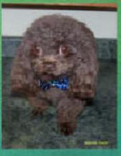 Stud Dogs - Poodle