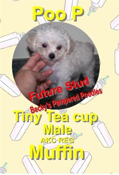 Stud Dogs - Poodle
